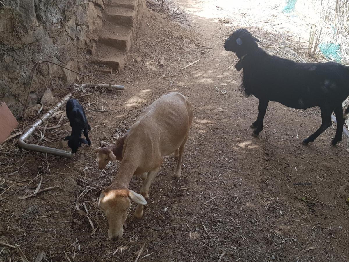 Finca Rural Torres Casas 1 Y 4 Bed & Breakfast Вега де Сан Матео Экстерьер фото